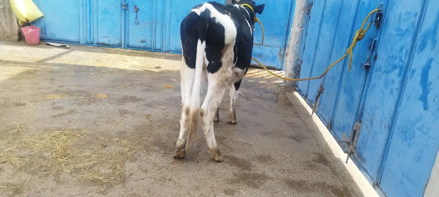 گاو گوساله تلیسه|حیوانات مزرعه|مرودشت, شهرک مهدیه|دیوار