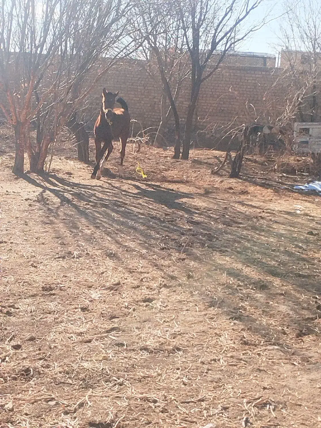 اسب|اسب و تجهیزات اسبسواری|درگزین, |دیوار