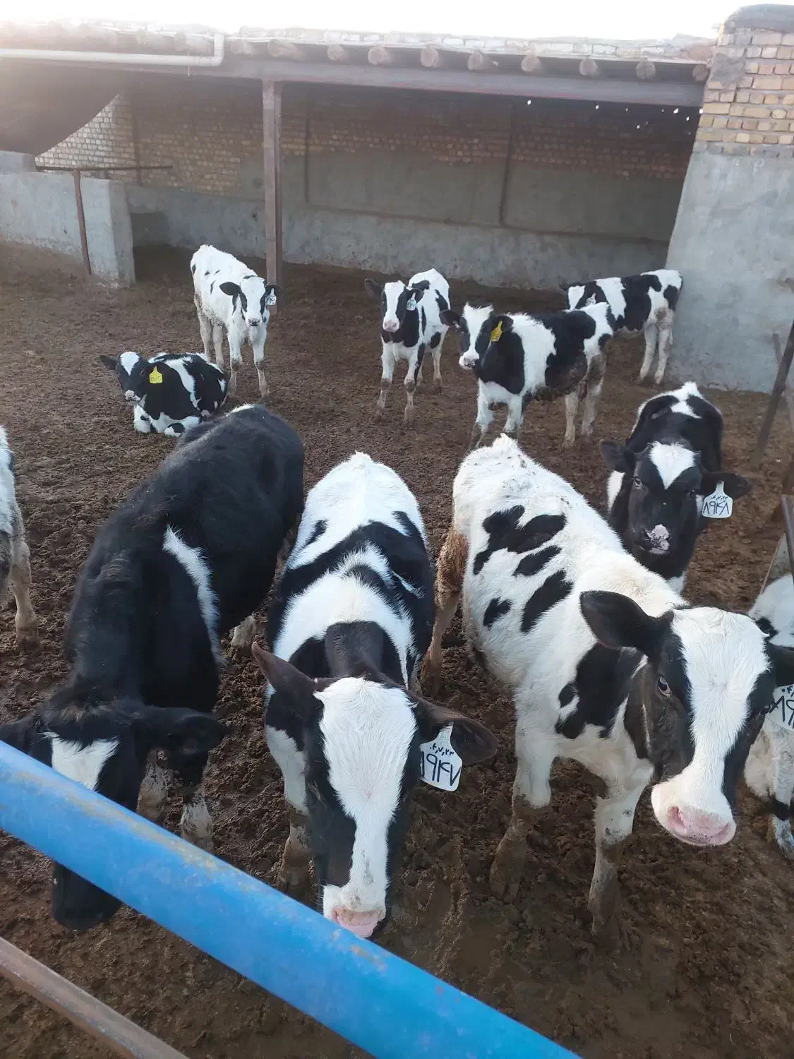 گوساله نر|حیوانات مزرعه|نیشابور, فضل|دیوار