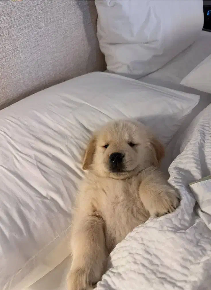 توله سگ گلدن رتریور اصیل و باهوش ـ آماده تحویل|سگ|تهران, قیطریه|دیوار