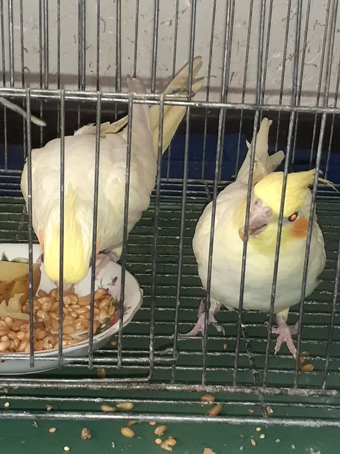 عروس هلندی درجه یک خانگی|پرنده|فولادشهر, مسکن مهر فولادشهر|دیوار