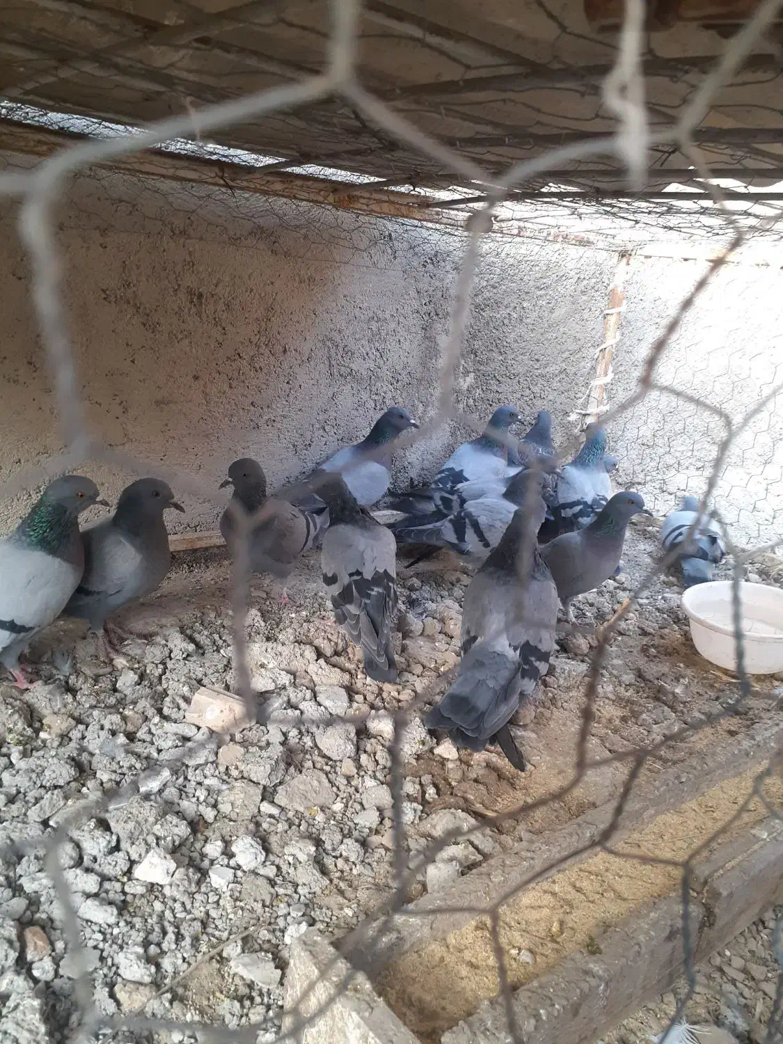 کبوترسبز|پرنده|گنبد کاووس, |دیوار