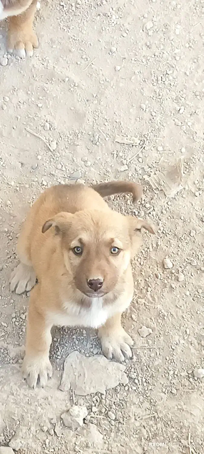 توله سگ|سگ|رباط‌کریم, منجیل آباد|دیوار