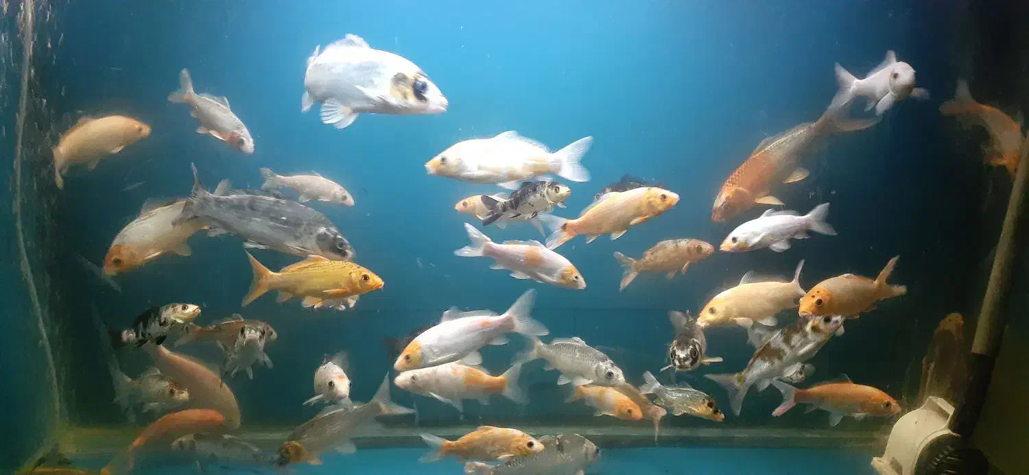 ماهی کوی|ماهی|قزوین, |دیوار