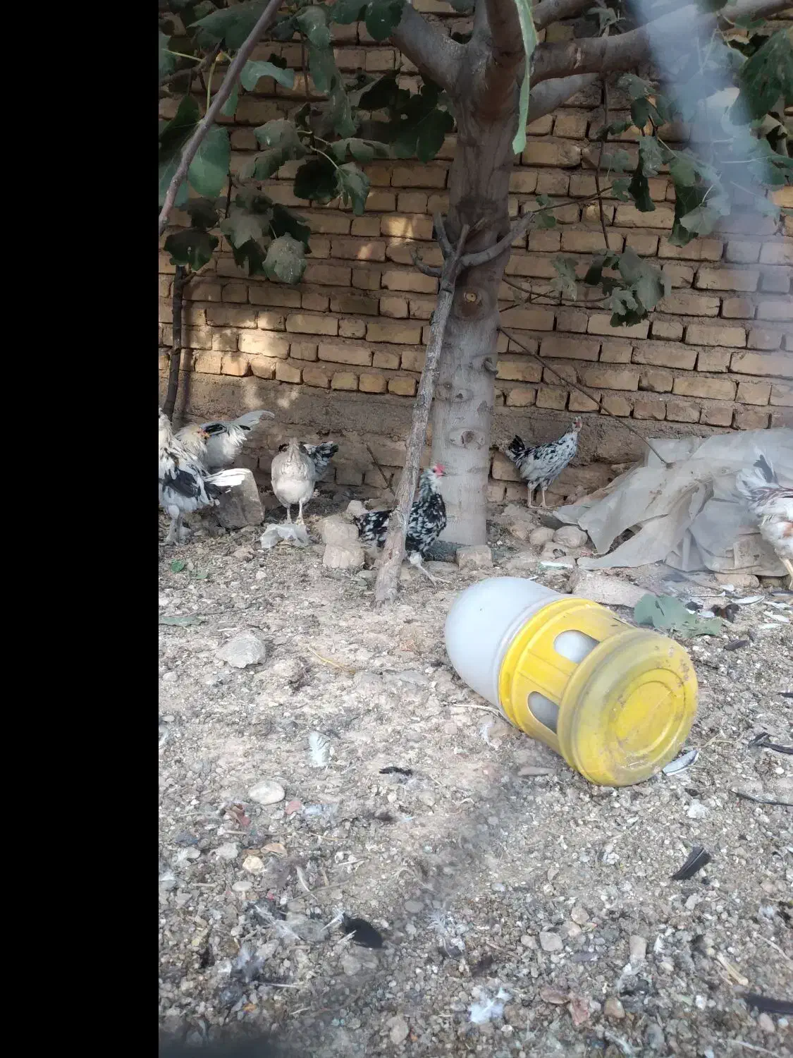 مرغ و خروس گلین اصل|حیوانات مزرعه|بیضا, |دیوار