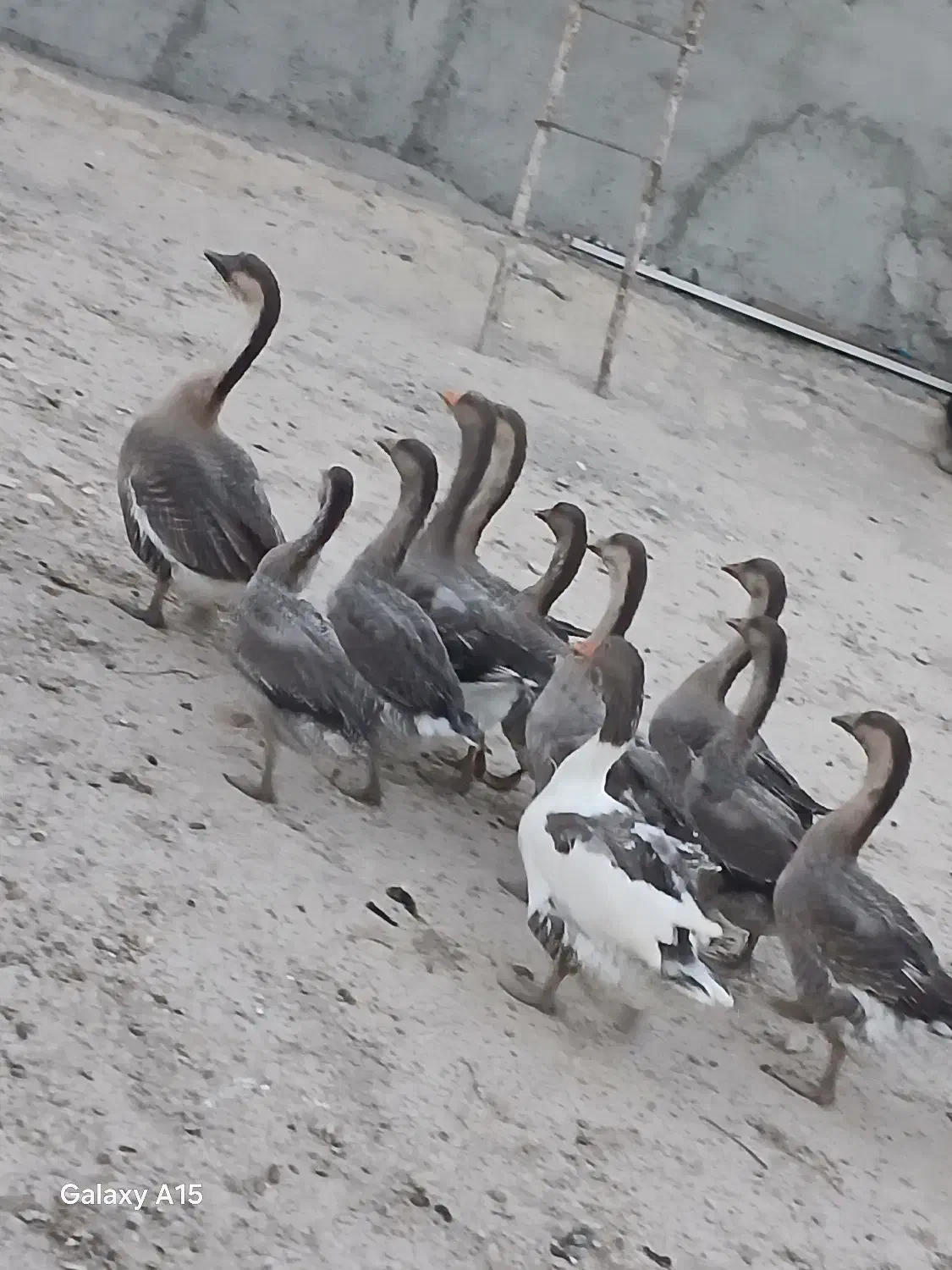 غاز و قوغاز|حیوانات مزرعه|سرعین, |دیوار