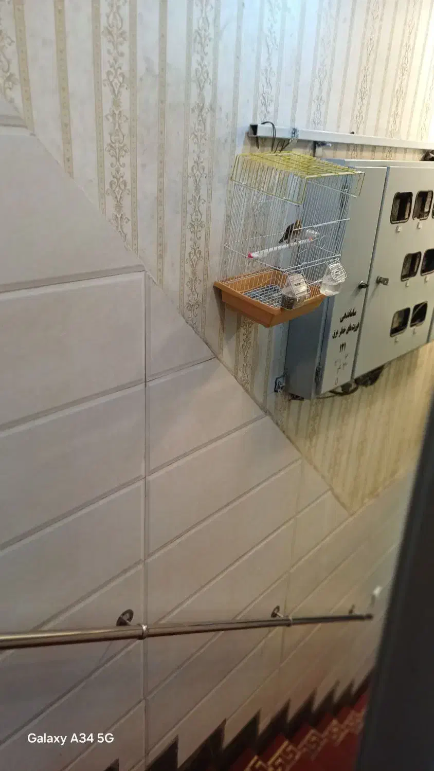 سهره قناری|پرنده|کرج, برغان|دیوار