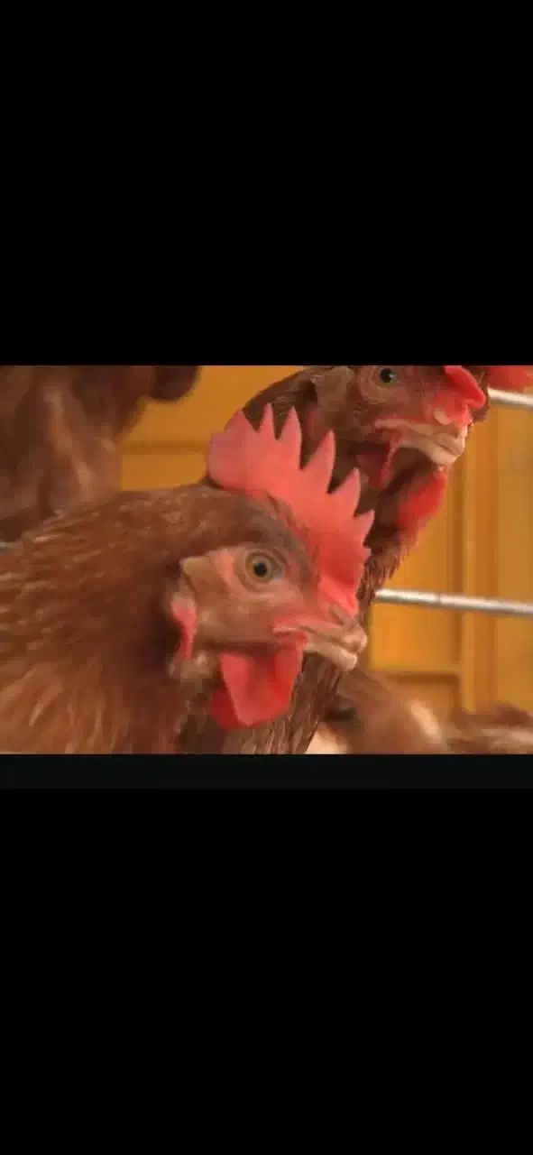 کارگرمرغداری تخمگذار|استخدام صنعتی، فنی، مهندسی|مشهد, شهرک مهر آباد|دیوار