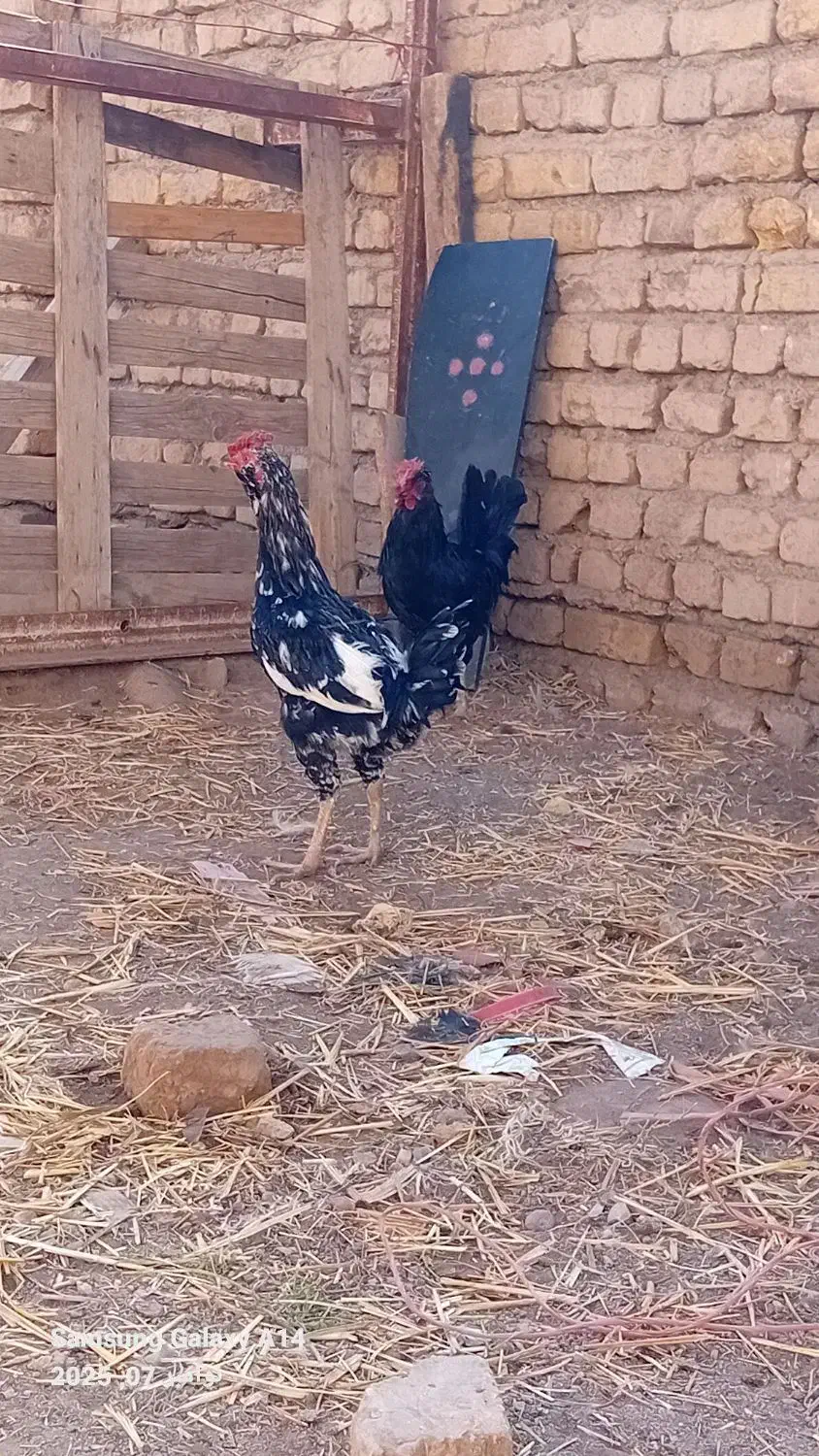 خروس گلین قوغاز سفید نر|حیوانات مزرعه|قزوین, |دیوار