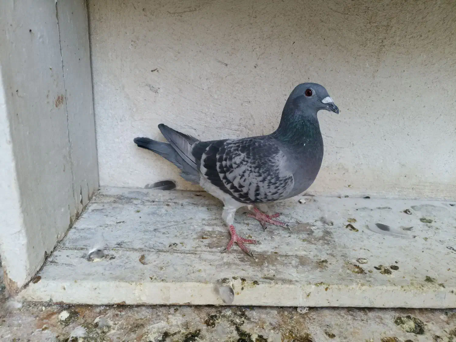 ماده پلاکی|پرنده|بهبهان, |دیوار