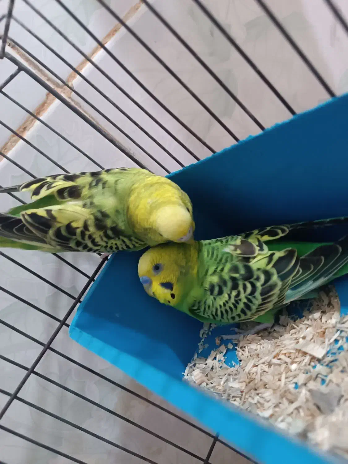 مرغ عشق|پرنده|مسجد سلیمان, |دیوار