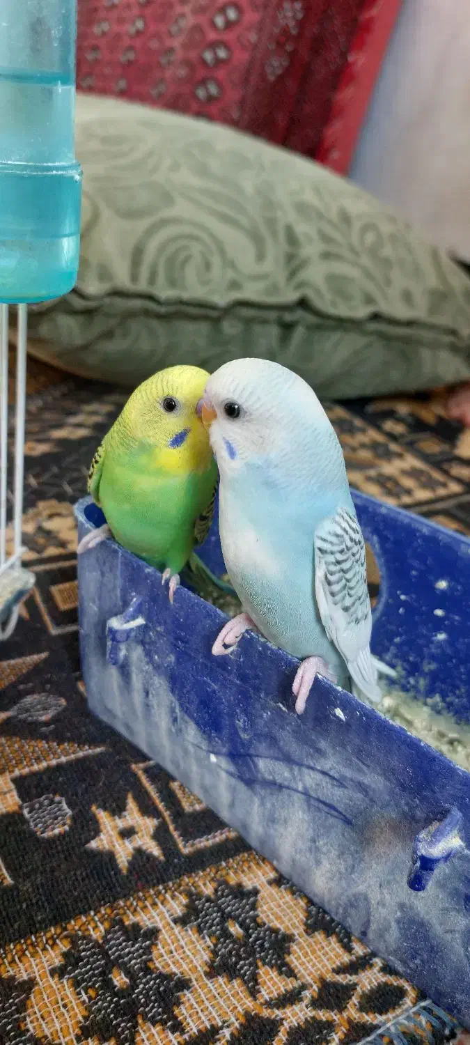 مرغ عشق|پرنده|مشهد, ثامن|دیوار