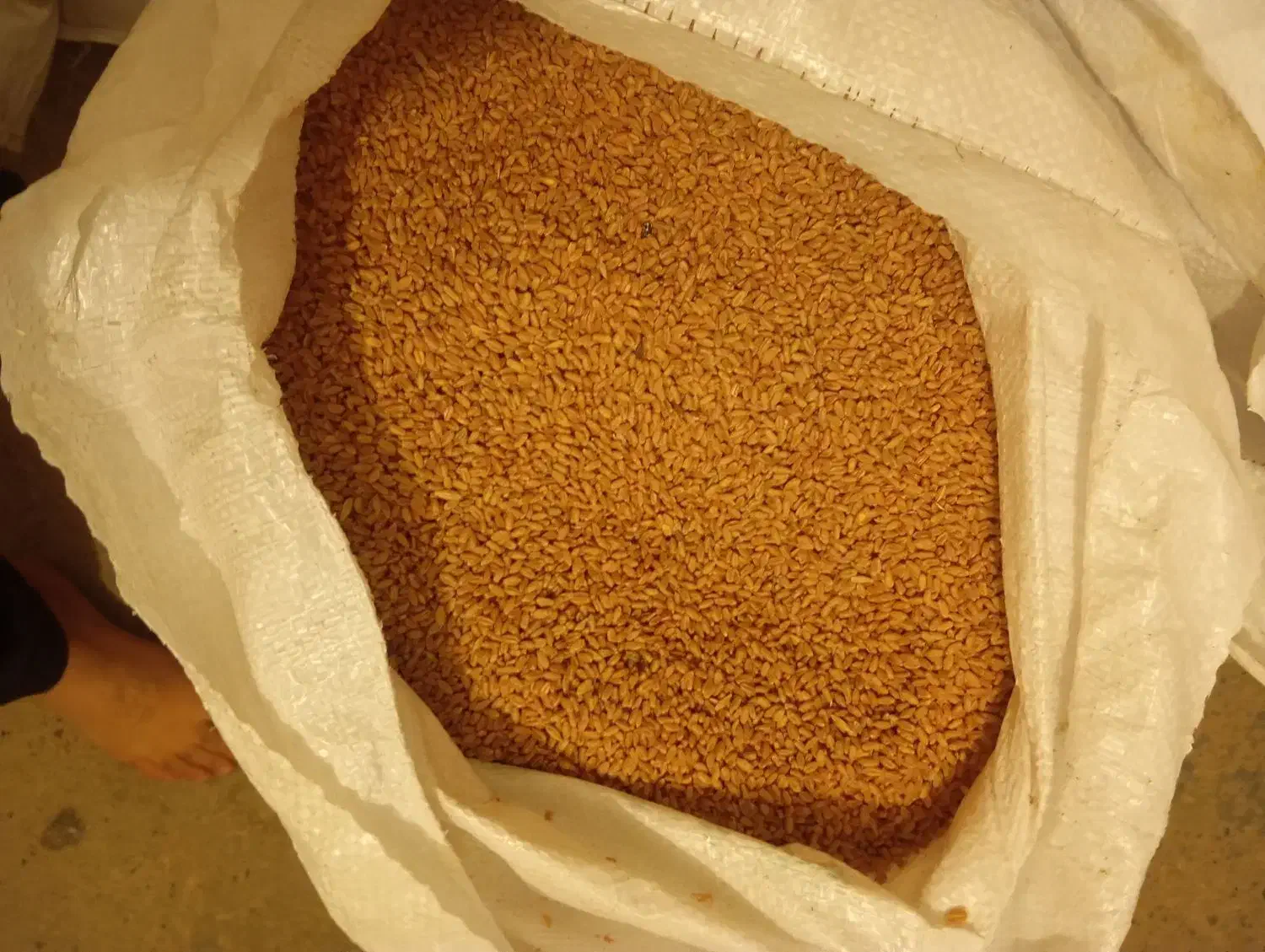 گندم بذری مهرگان|عمده‌فروشی|آبدانان, |دیوار