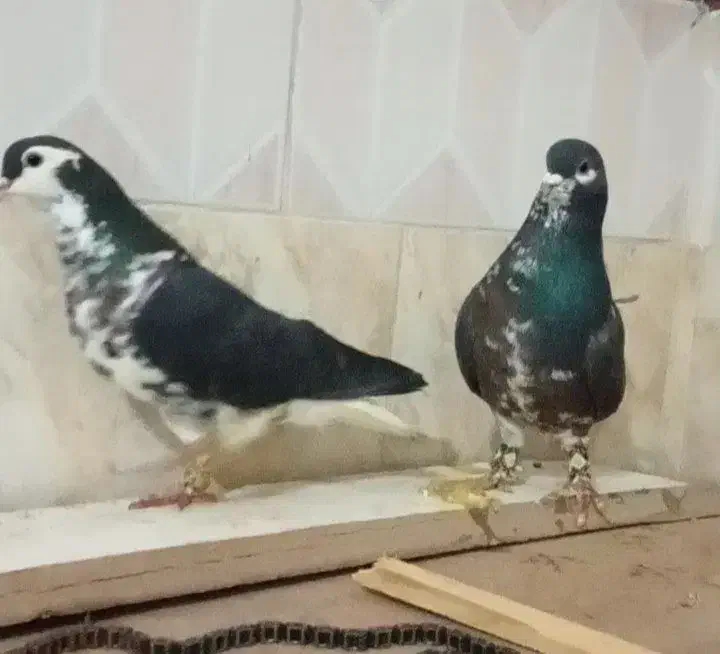 رنگه|پرنده|پائین جام, |دیوار