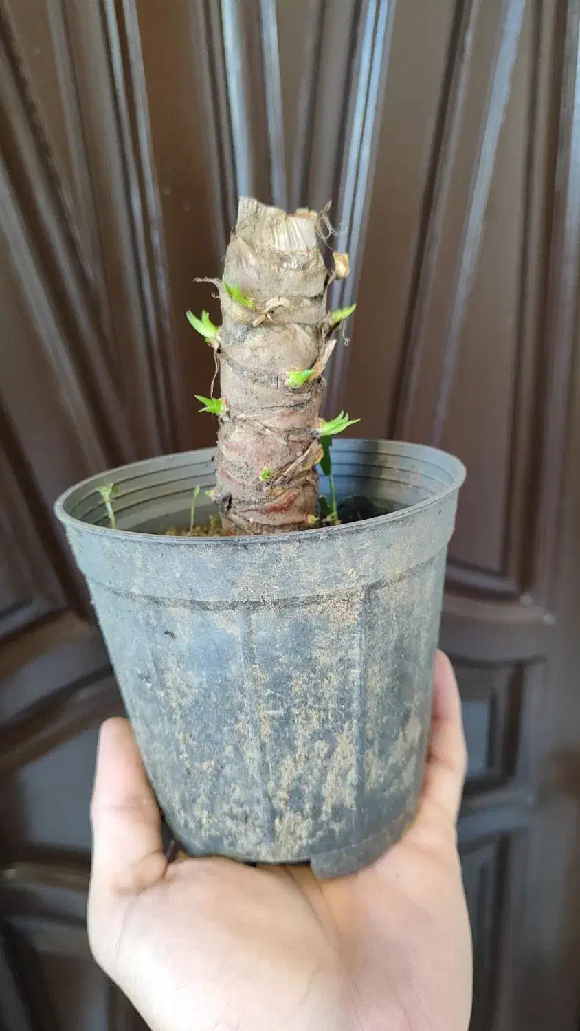 گل یوکا طبیعی|گل مصنوعی|کرج, دولتآباد|دیوار