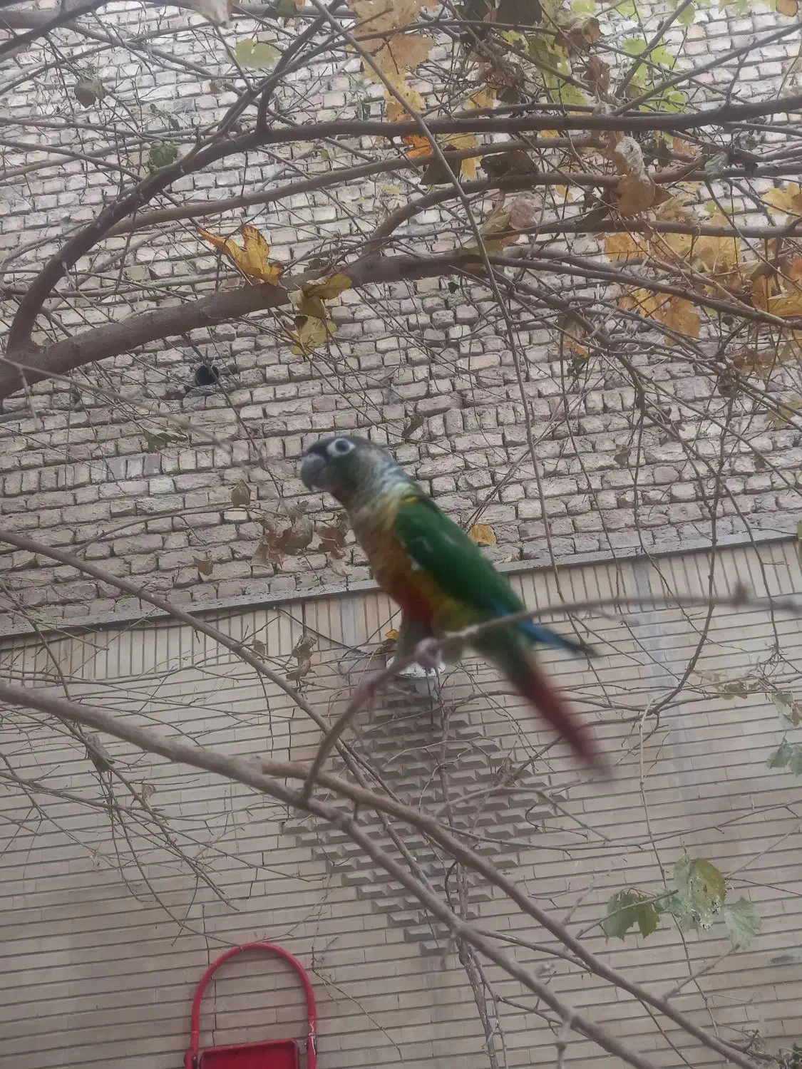 گرینچیک|پرنده|خمینی‌شهر, |دیوار