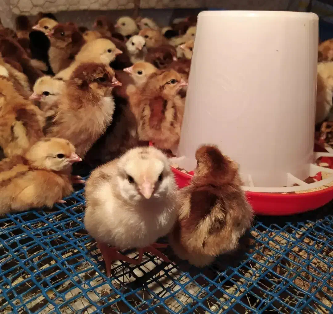 فروش جوجه مرغ محلی کرچ شو|حیوانات مزرعه|ساری, |دیوار