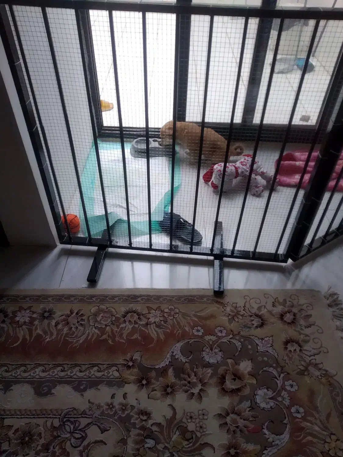 قفس ساخته شده برای سگ|لوازم جانبی حیوانات|اصفهان, باتون|دیوار