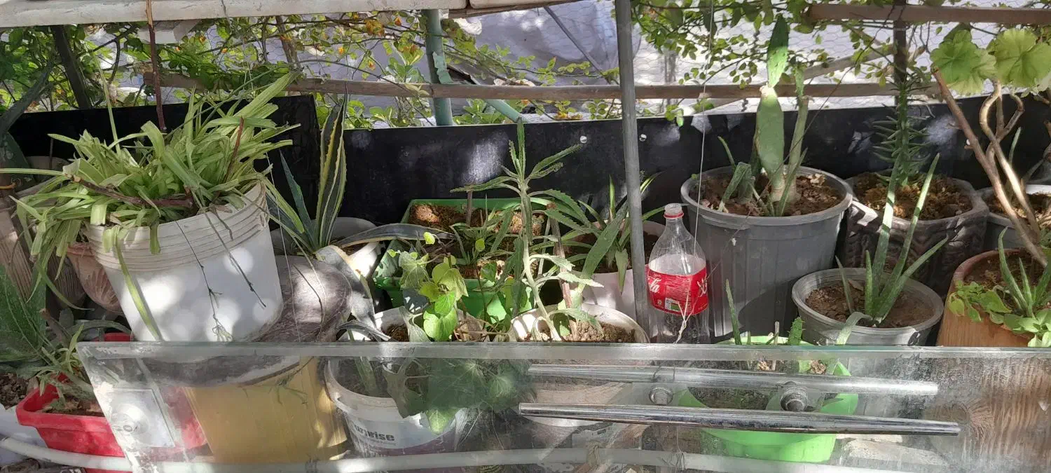 تعدادی گل باقیمت مناسب|گل و گیاه طبیعی|اسلامشهر, مسکن مهر اسلاشهر (شهرک امام خمینی)|دیوار