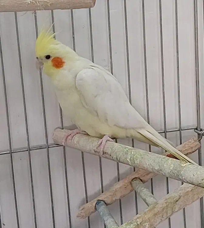 عروس هلندی نر لوتینو|پرنده|گلستان (تهران), |دیوار