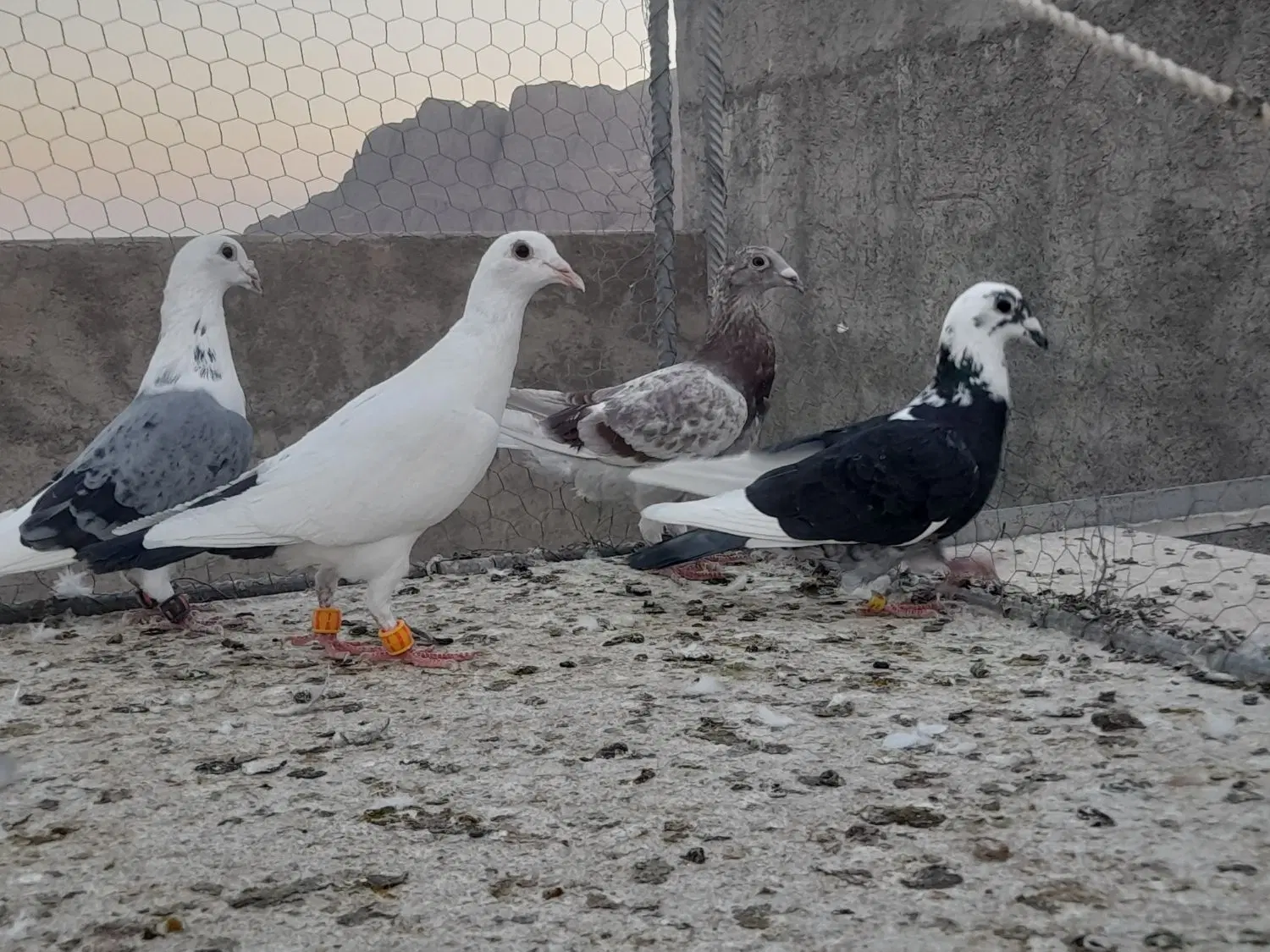 کفتر|پرنده|تفت, |دیوار