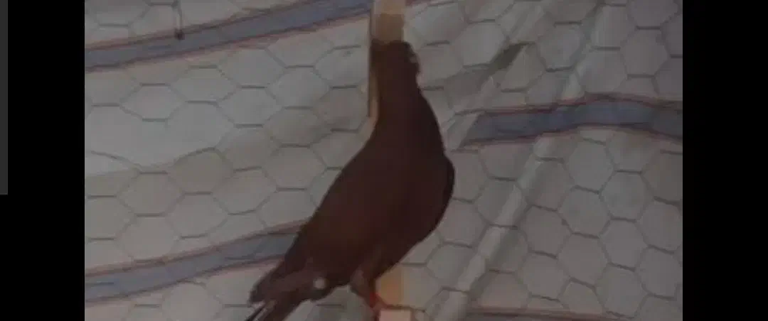 کبوترم گم شده|حیوانات|شوش, |دیوار