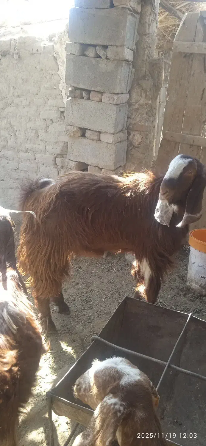 بز فروشی زنگ بزنید پیام پاسخ نمیدم.|حیوانات مزرعه|هامون, |دیوار