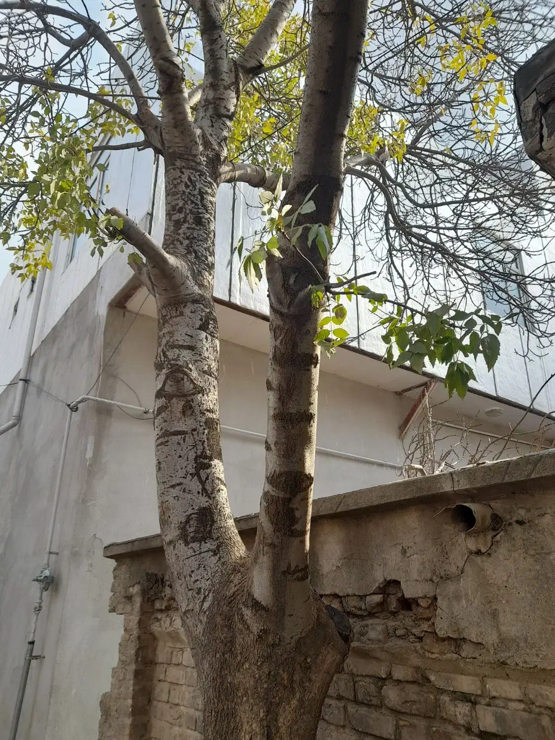 چوب|خدمات باغبانی و درختکاری|بیستون, |دیوار