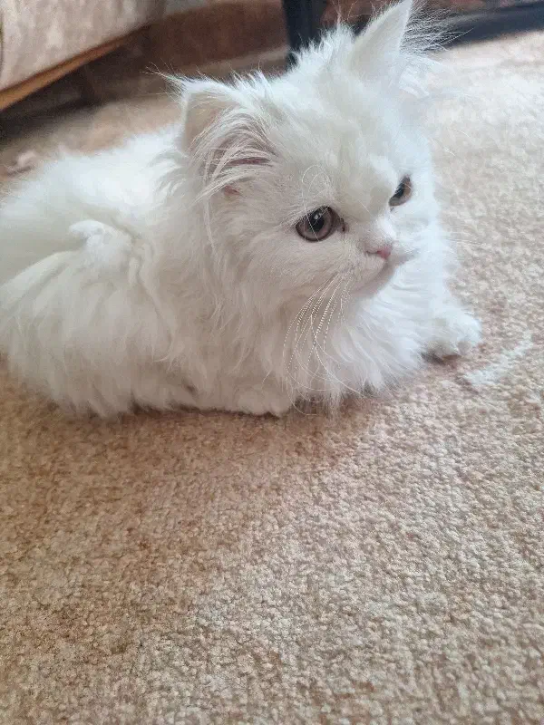 گربه پرشین|گربه|قم, عمار یاسر|دیوار