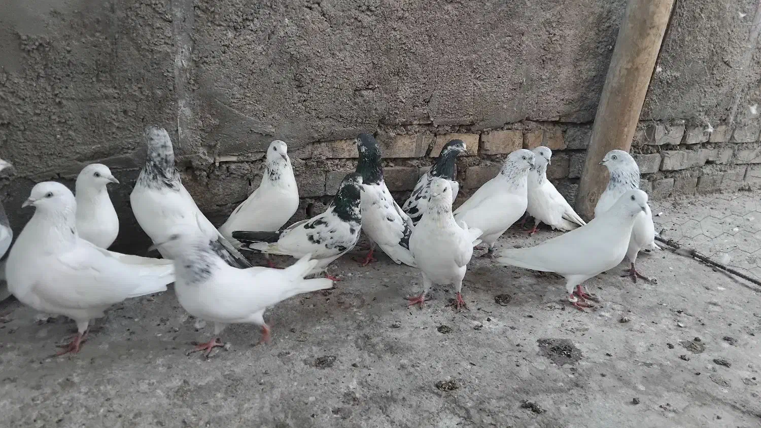 پاکستانی|پرنده|اندیمشک, |دیوار