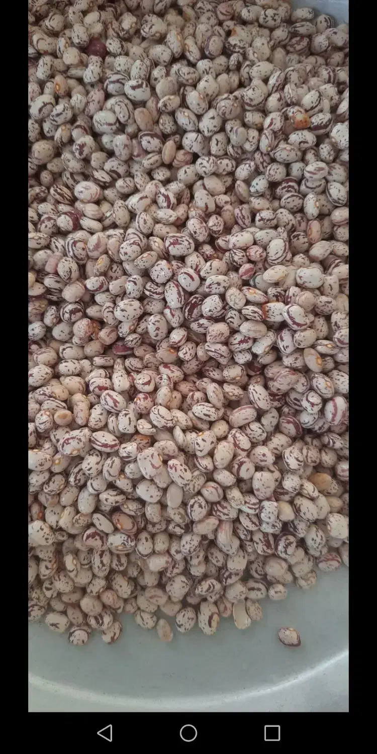 لوبیا چیتی|عمدهفروشی|گرگان, |دیوار