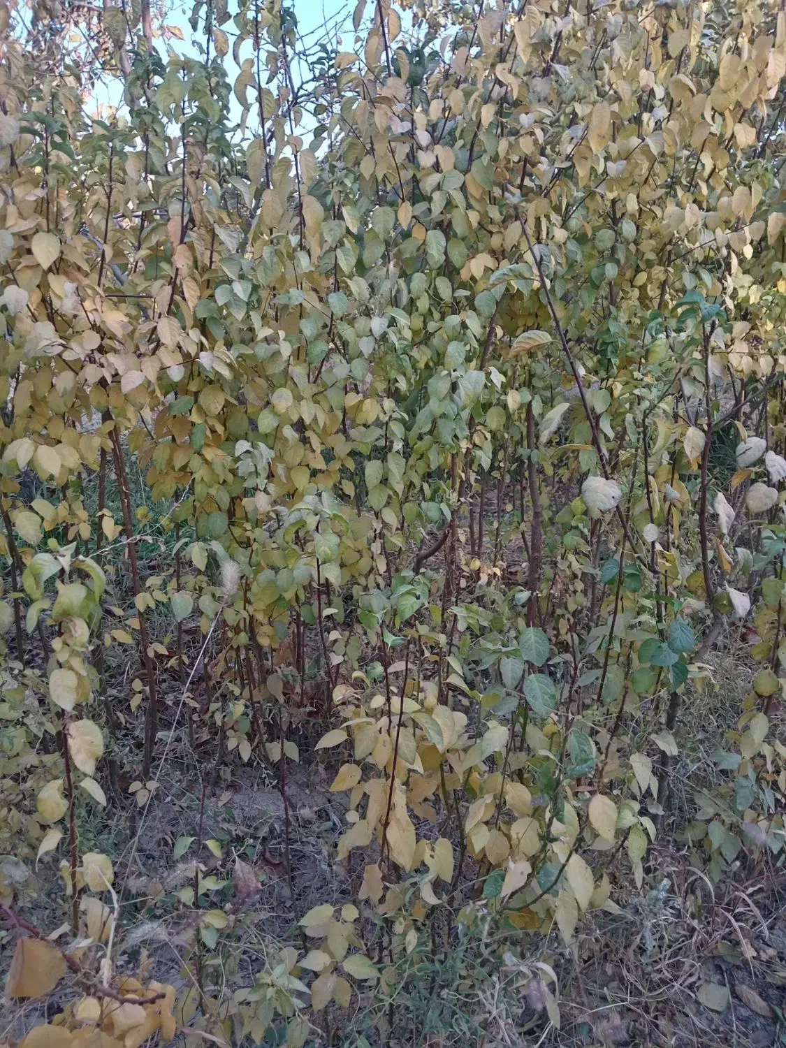 انواع نهال آلو و نیلک|گل و گیاه طبیعی|زبرخان, |دیوار