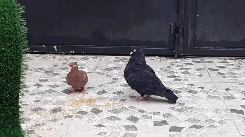 زاغ آبادانی|پرنده|کارون, |دیوار