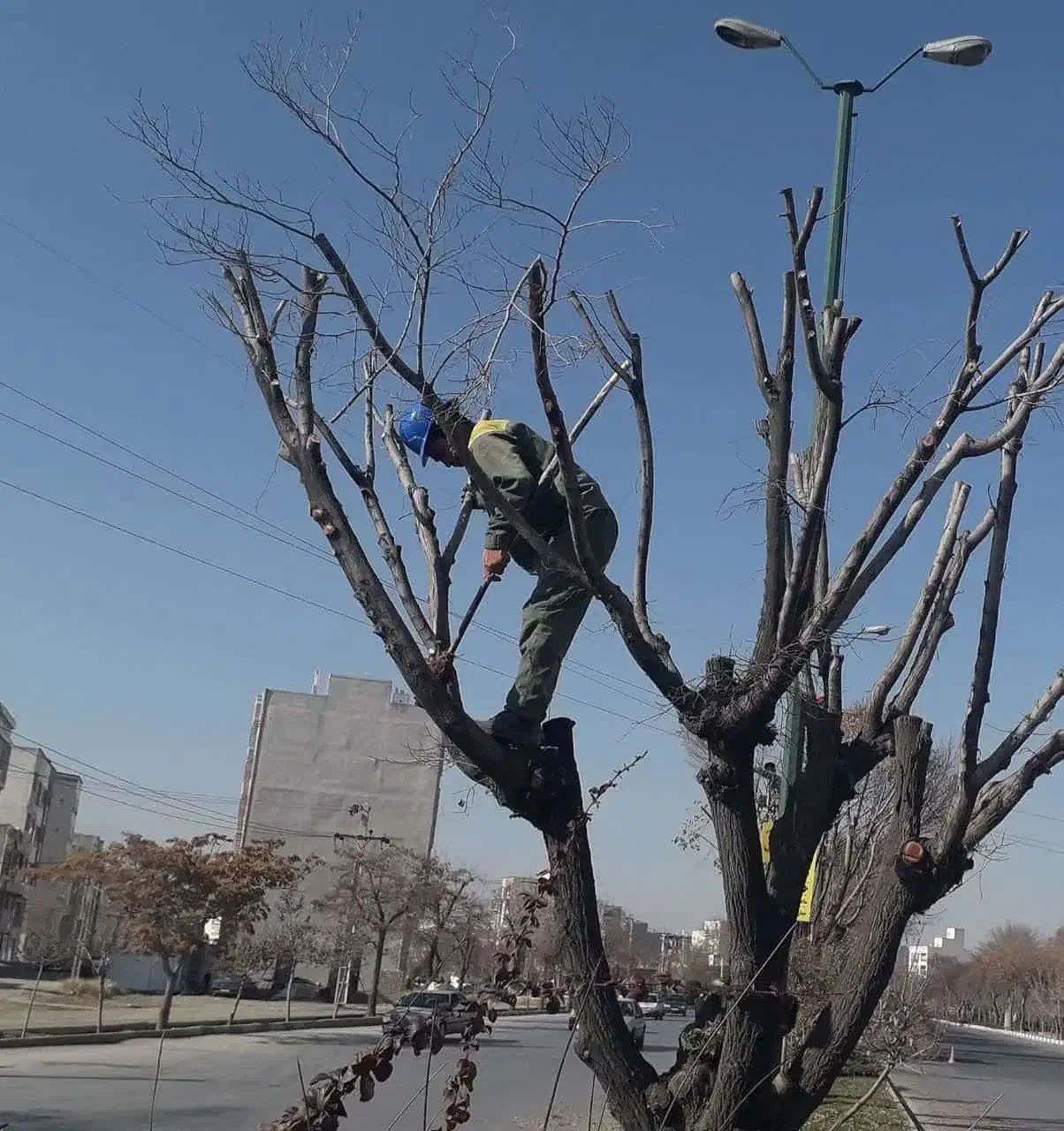 هرس درختان و نهال ها و خدمات باغبانی|خدمات باغبانی و درختکاری|فلاورجان, |دیوار