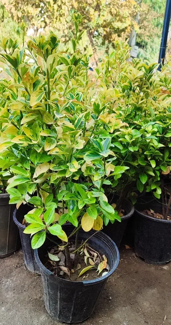 شمشاد ابلغ|گل و گیاه طبیعی|قم, وادی السلام|دیوار