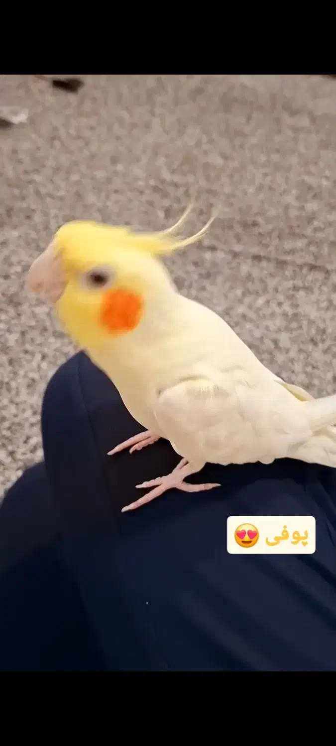 عروس هلندی سخنگو|پرنده|بندرلنگه, |دیوار