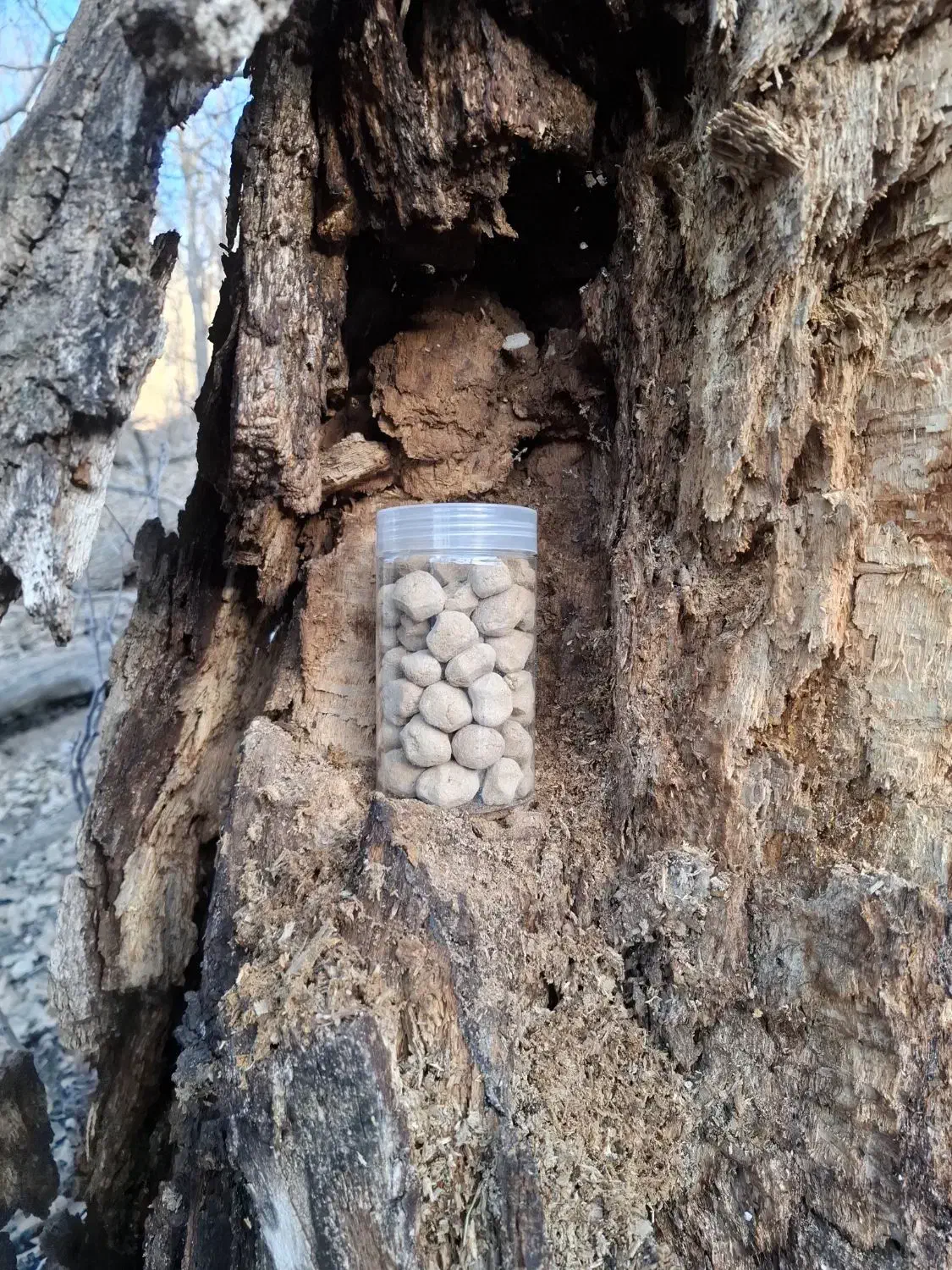 کلگ خام|عمده‌فروشی|یاسوج, |دیوار