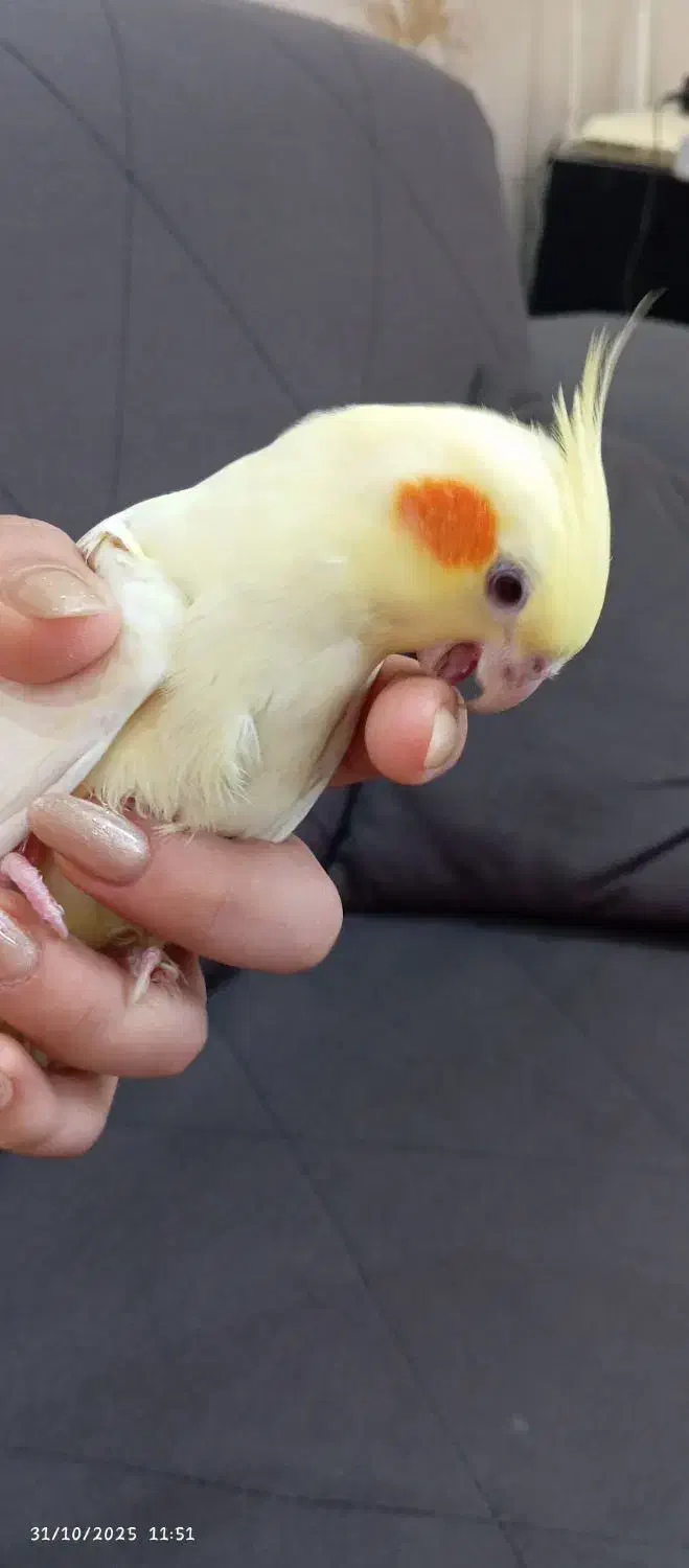 عروس هلندی نر و ماده|پرنده|اندیشه, اندیشه فاز ۱|دیوار