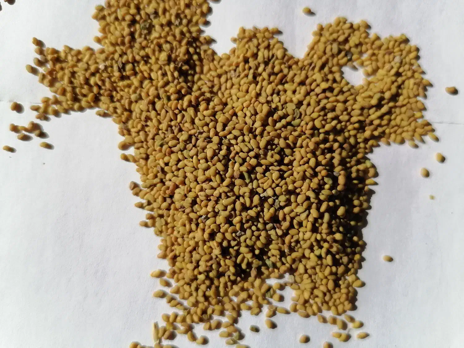 بذر یونجه|عمدهفروشی|قمرود, |دیوار