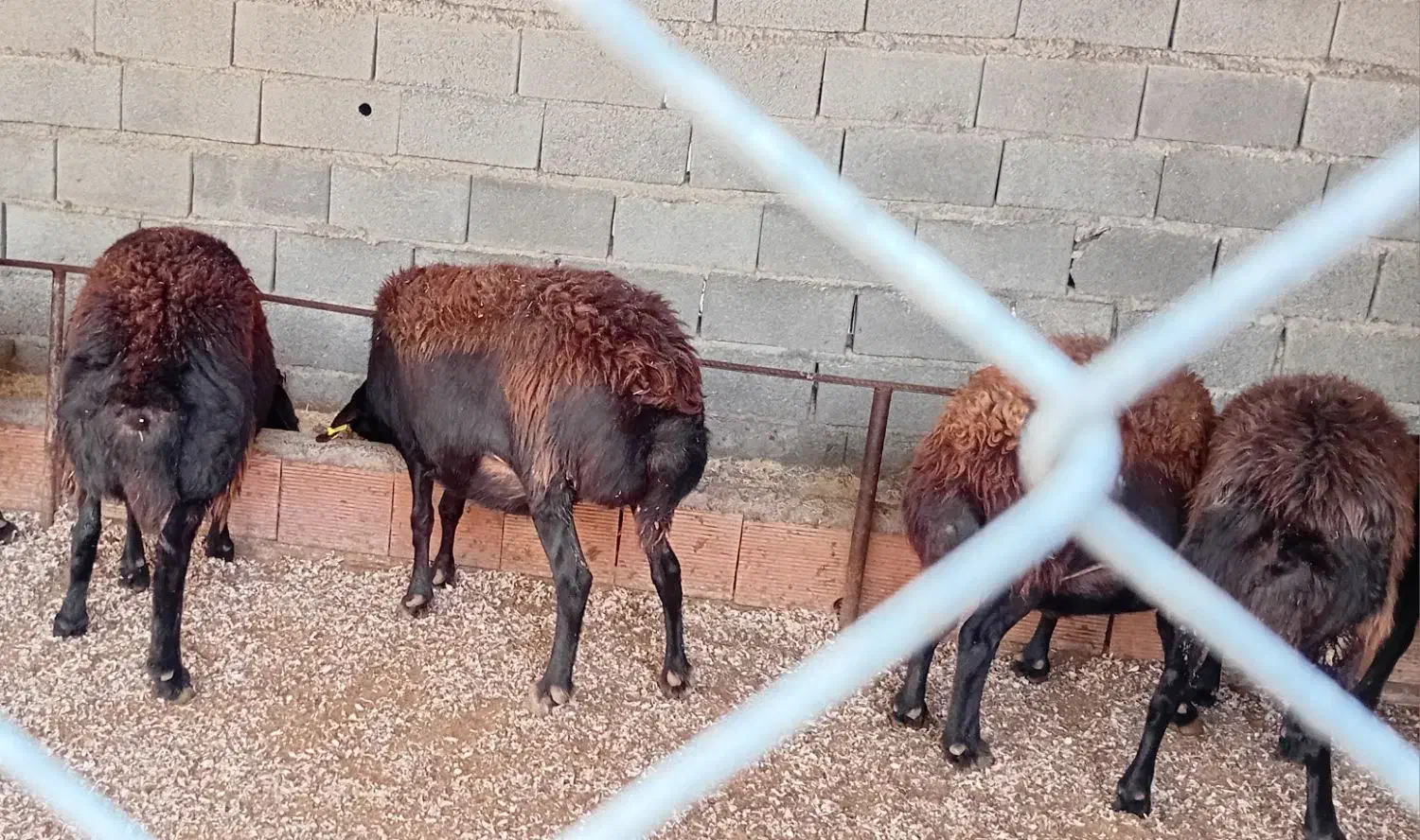 گوسفند ابستن سنگین|حیوانات مزرعه|نکا, |دیوار