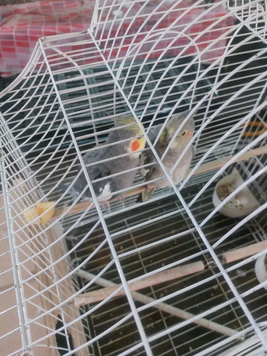 عروس هلندی نر و ماده|پرنده|تهران, انبار نفت|دیوار