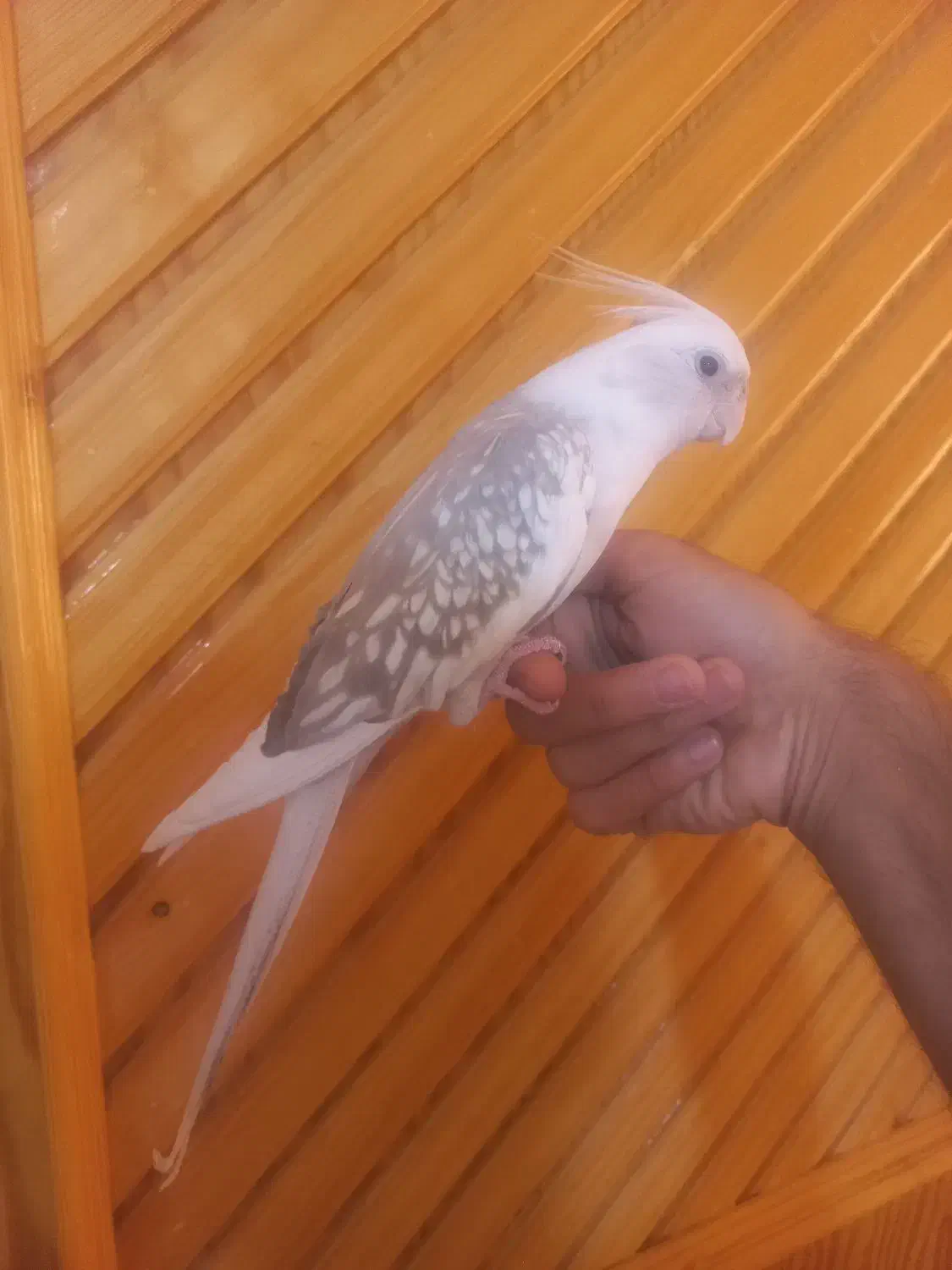 عروس هلندی|پرنده|داراب, |دیوار