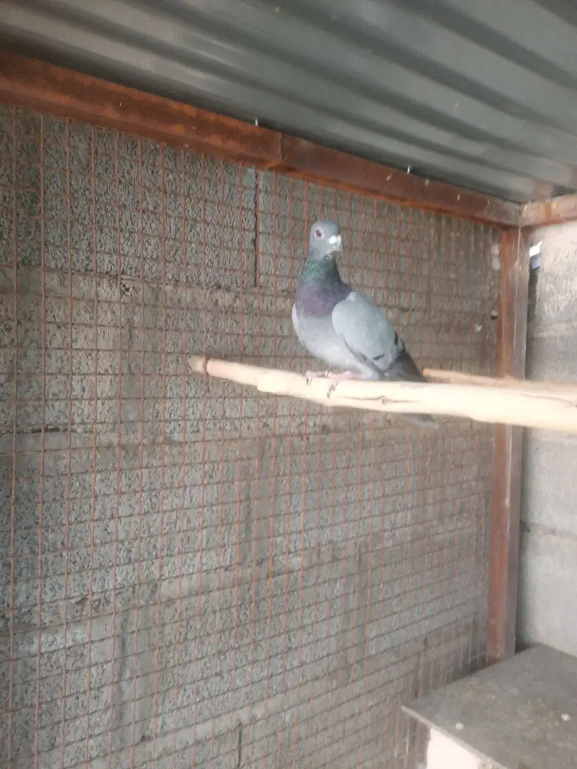 پلاکی برگشته پلاکی بازی جم کردم|پرنده|جیرفت, |دیوار