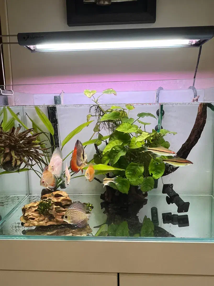 اکواریوم ریملس دیسکس|ماهی|تهران, آبشار|دیوار