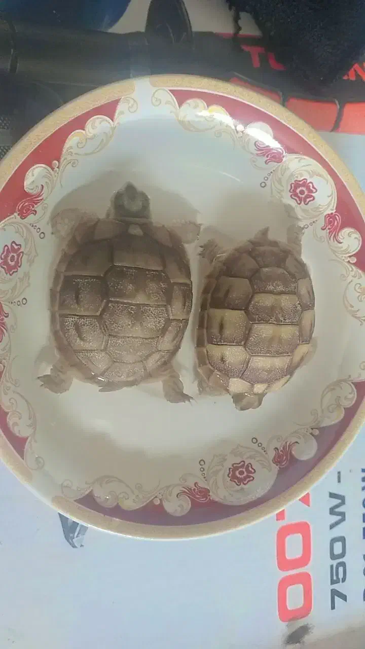 مجسمه فروشی حراجی|مجسمه، تندیس، ماکت|زابل, |دیوار