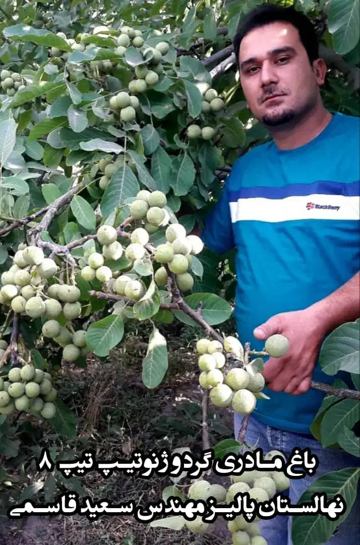 نهالستان گردو های پیوندی واصلاح شده پالیز|خدمات باغبانی و درختکاری|لنجان, |دیوار