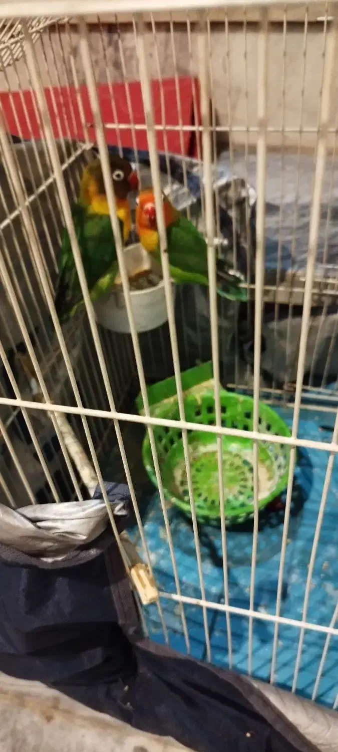 طوطی|پرنده|کوهدشت, |دیوار