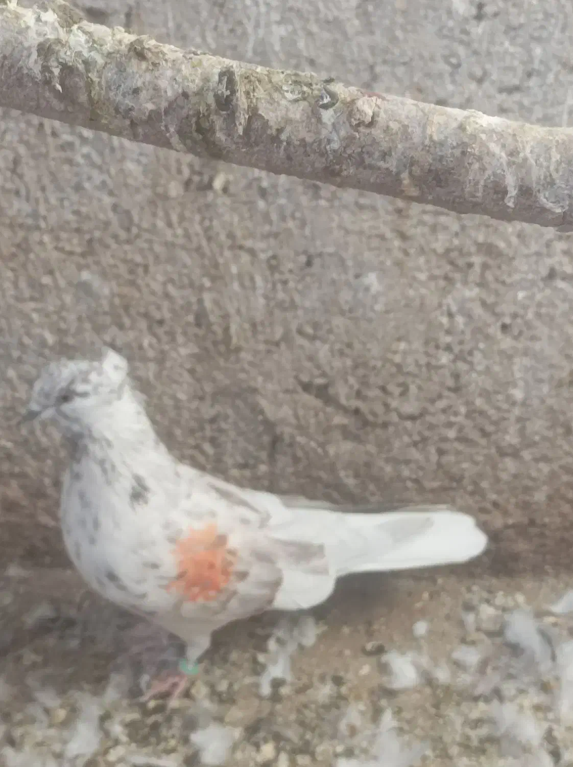 کبوترهای خالقدیم اکثرا گرگی پرش بالا|پرنده|تسوج, |دیوار