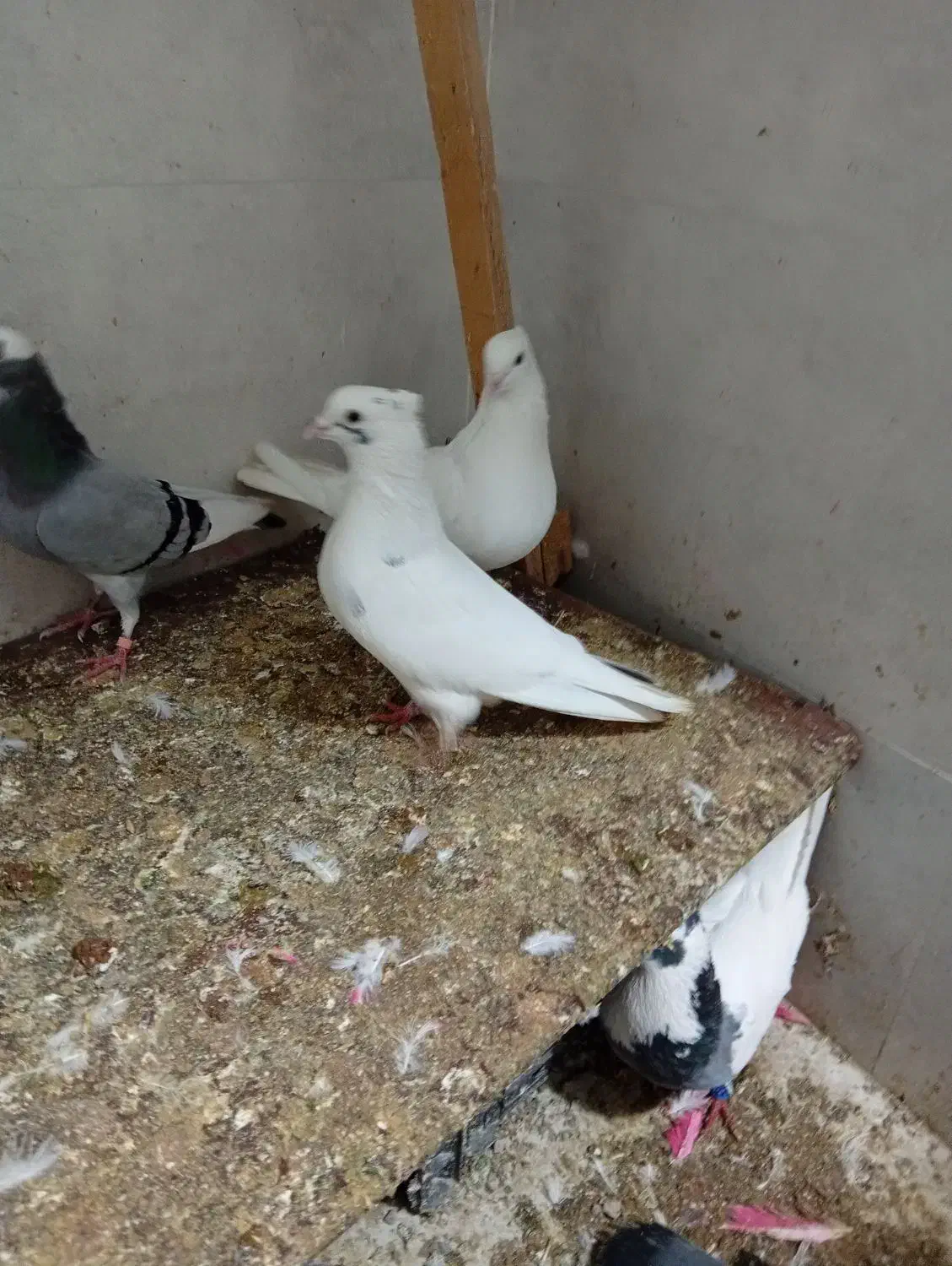 ماکت کفتر|مجسمه، تندیس، ماکت|ایلام, |دیوار