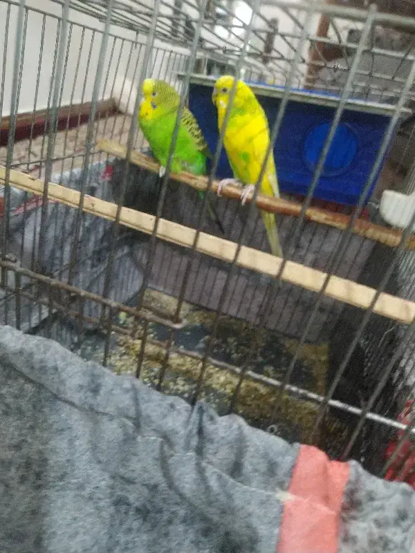 پرنده|پرنده|نسیم‌شهر, |دیوار